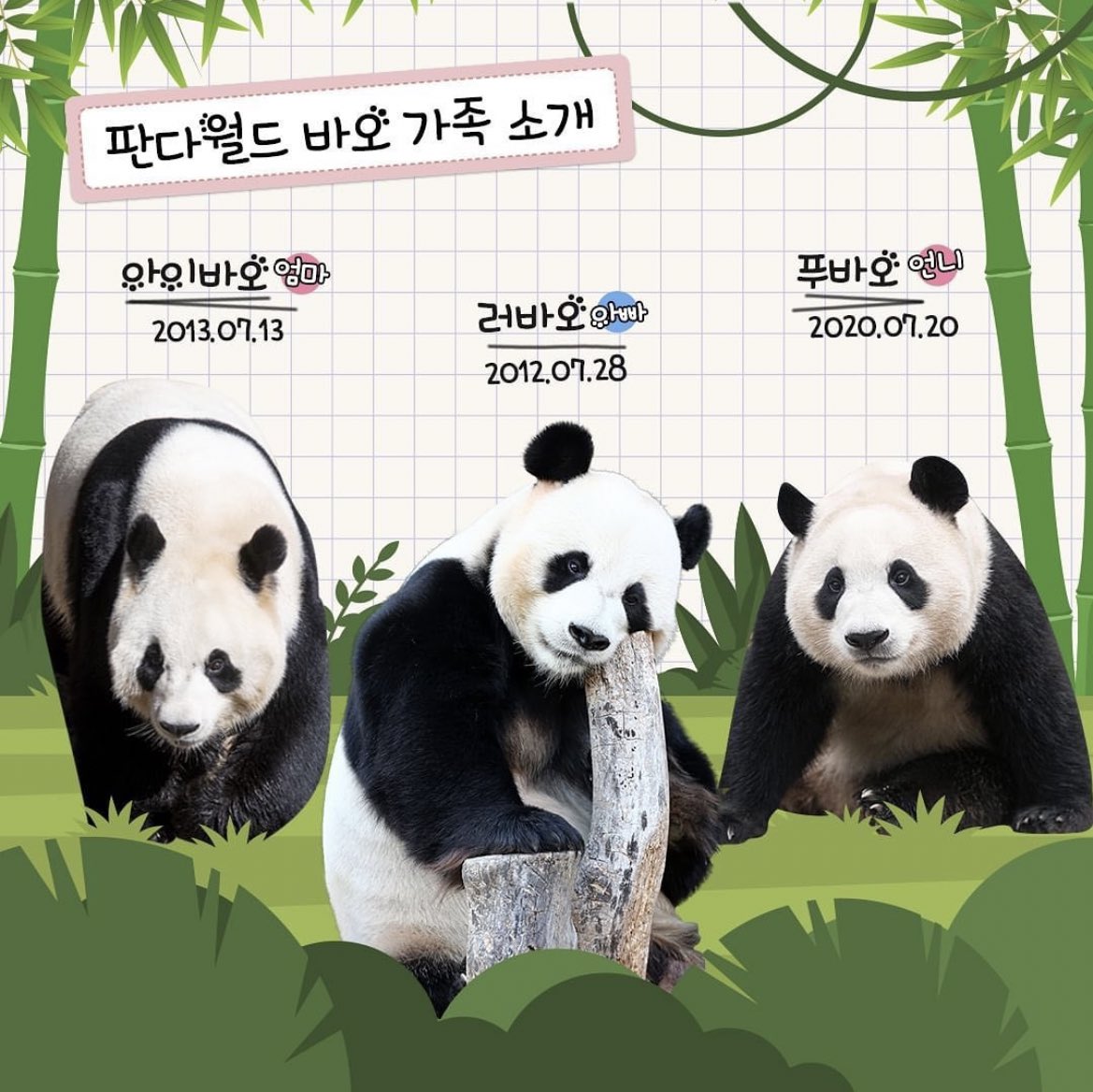 푸바오 동생, 국내최초 쌍둥이 판다 탄생!🐼
첫째 180g, 둘째 140g으로 현재 
엄마 아이바오와 아기 판다 모두 건강한 상태
축하해 아이바오!!!🤍