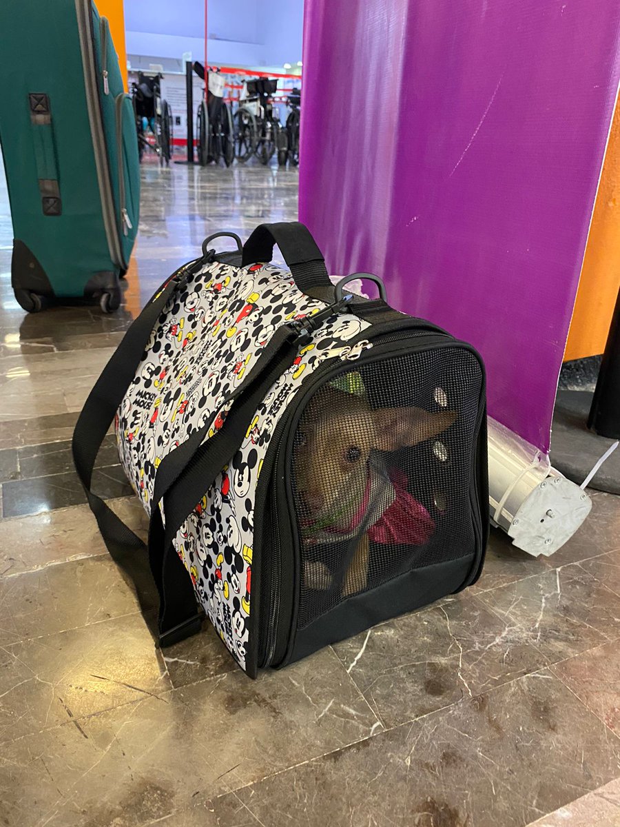 #AeropuertoDeMTY informa: Encontramos un perrito en la zona de documentación de Volaris, se encuentra resguardado con nuestro personal de Fauna. Por favor, ayúdanos a difundir para encontrar  a su familia o si lo reconoces llámanos 818288-7700 ext 1502, mtycomunicacion@oma.aero🙏