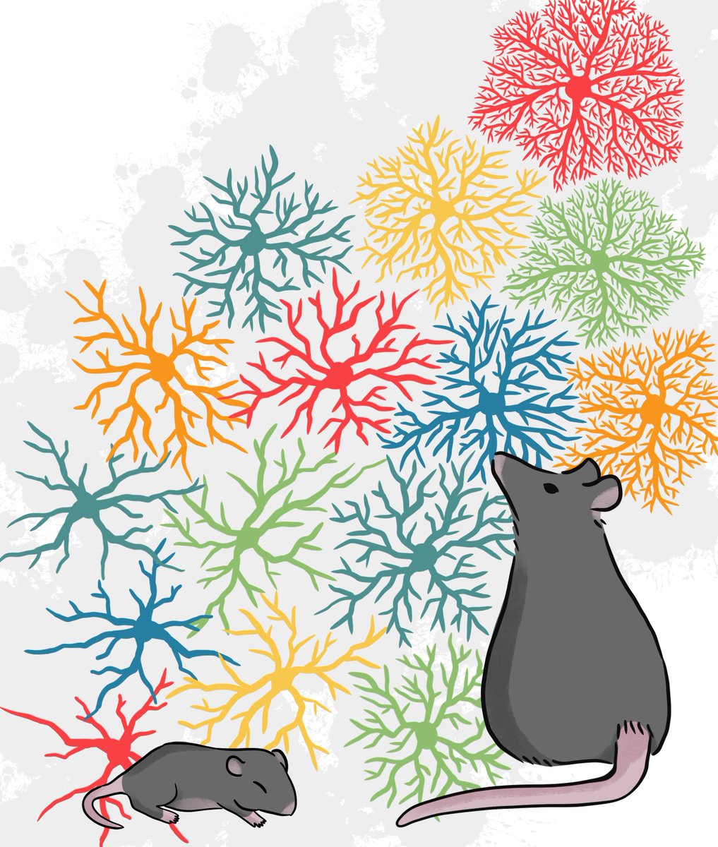 Our paper on mouse visual cortex astrocyte development is out! @Connieguocg @pj_sjostrom : sciencedirect.com/science/articl… Check it out and enjoy this illustration I made showing from bottom left to top right, astrocytes mature as a mouse develops from pup to adult.