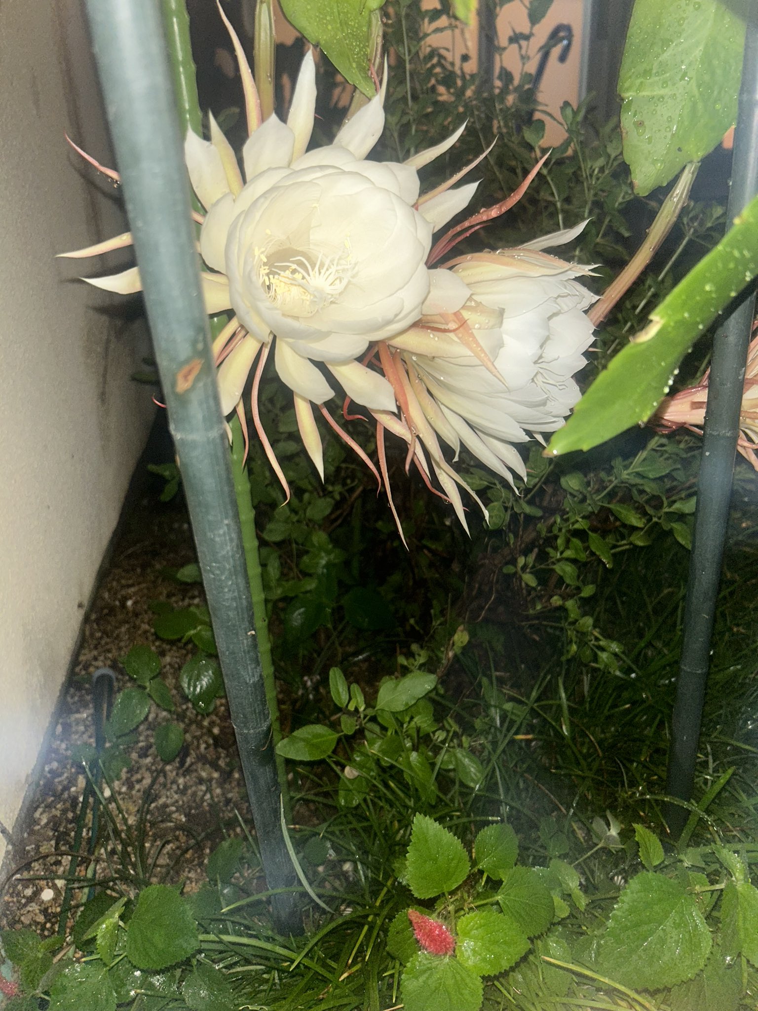 今年度最終出品　 月下美人 45 支柱 鉢付 8月23日現在花芽2つついています 今年度最終出品 月下美人 45 支柱 鉢付 8月23日現在