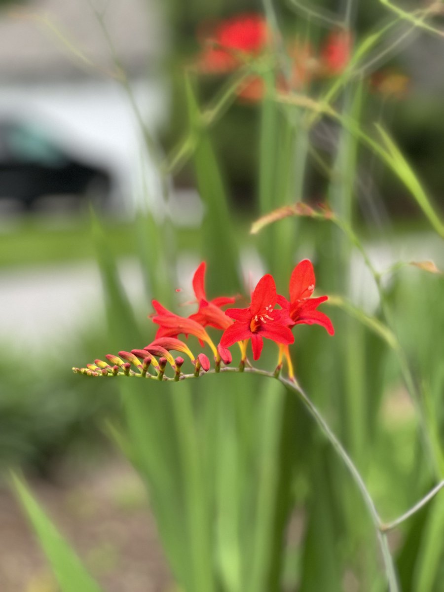recovery_light's tweet photo. African flag flower! #flower #gardening #twitterphotos #nature #photography #photooftheday https://t.co/0i1vHne0ep