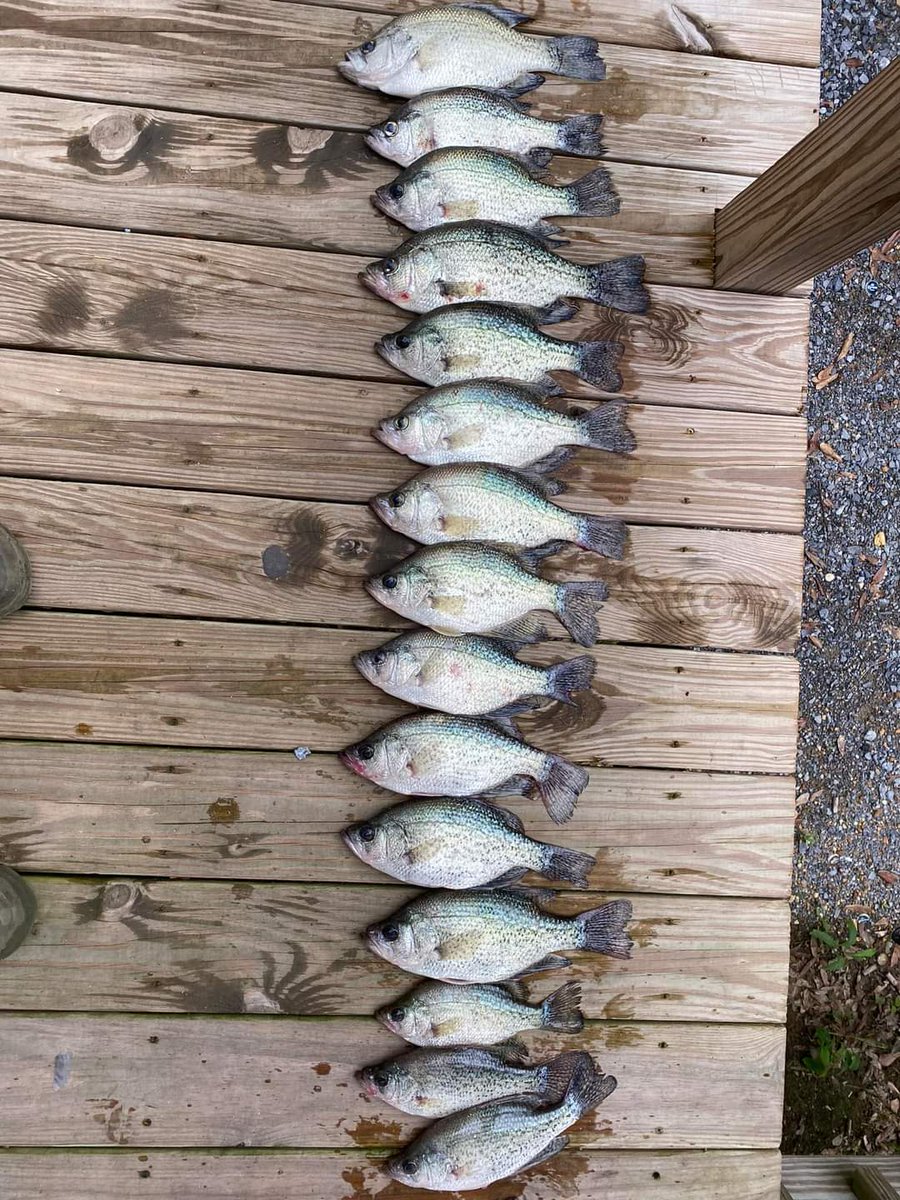 Shared by a member on our Facebook page! What an awesome mess of slab crappie!