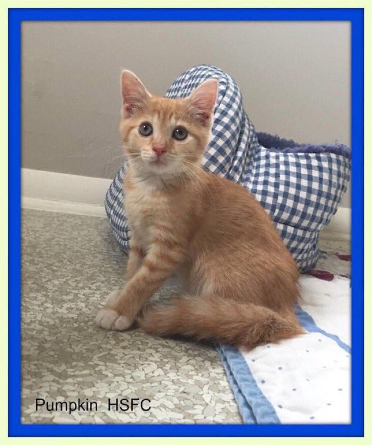 EricStreetman's tweet image. #NationalKittenDay 🐱🐱🐱 @humanecharlotte @HumaneSociety @ASPCA @JacksonGalaxy @PurinaCatChow @9LivesCatFood @Friskies @meowmix #POTUS42, and #Socks  
youtu.be/BgIgKcqPd4k