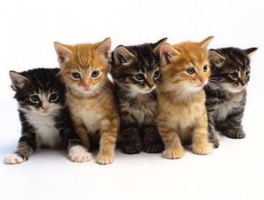 EricStreetman's tweet image. #NationalKittenDay 🐱🐱🐱 @humanecharlotte @HumaneSociety @ASPCA @JacksonGalaxy @PurinaCatChow @9LivesCatFood @Friskies @meowmix #POTUS42, and #Socks  
youtu.be/BgIgKcqPd4k