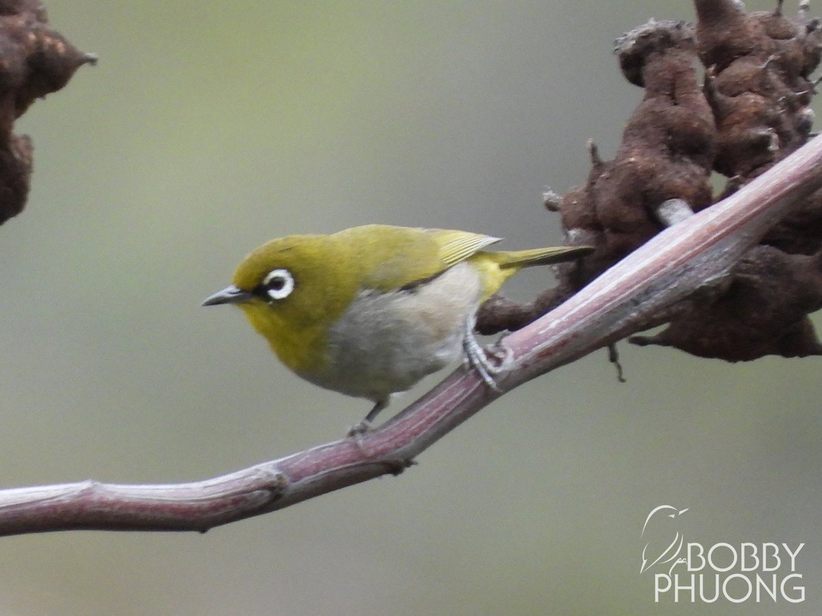 #660 Cape White-eye (Zosterops virens) Du Toitskloof Pass #WesternCape #SouthAfrica #Africa Near-endemic #birds #birding #birdwatching #birdphotography #twitternaturecommunity #nature #naturephotography #wildlife #wildlifephotography #birdoftheday