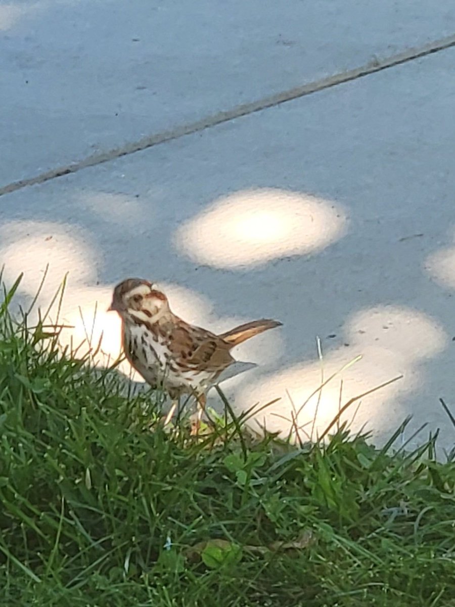 PeggyJoFarr2's tweet image. #SongSparrow