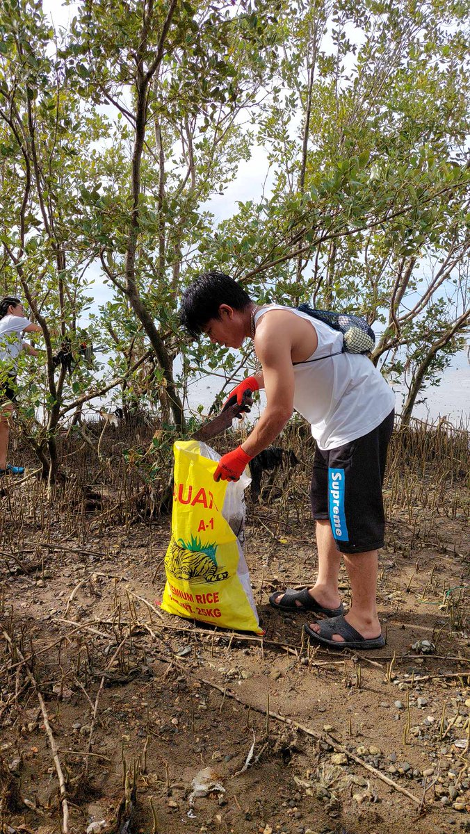 Mangrove Clean Up #beachcollective click our #beachaction post here beachcollective.io/share/1416/