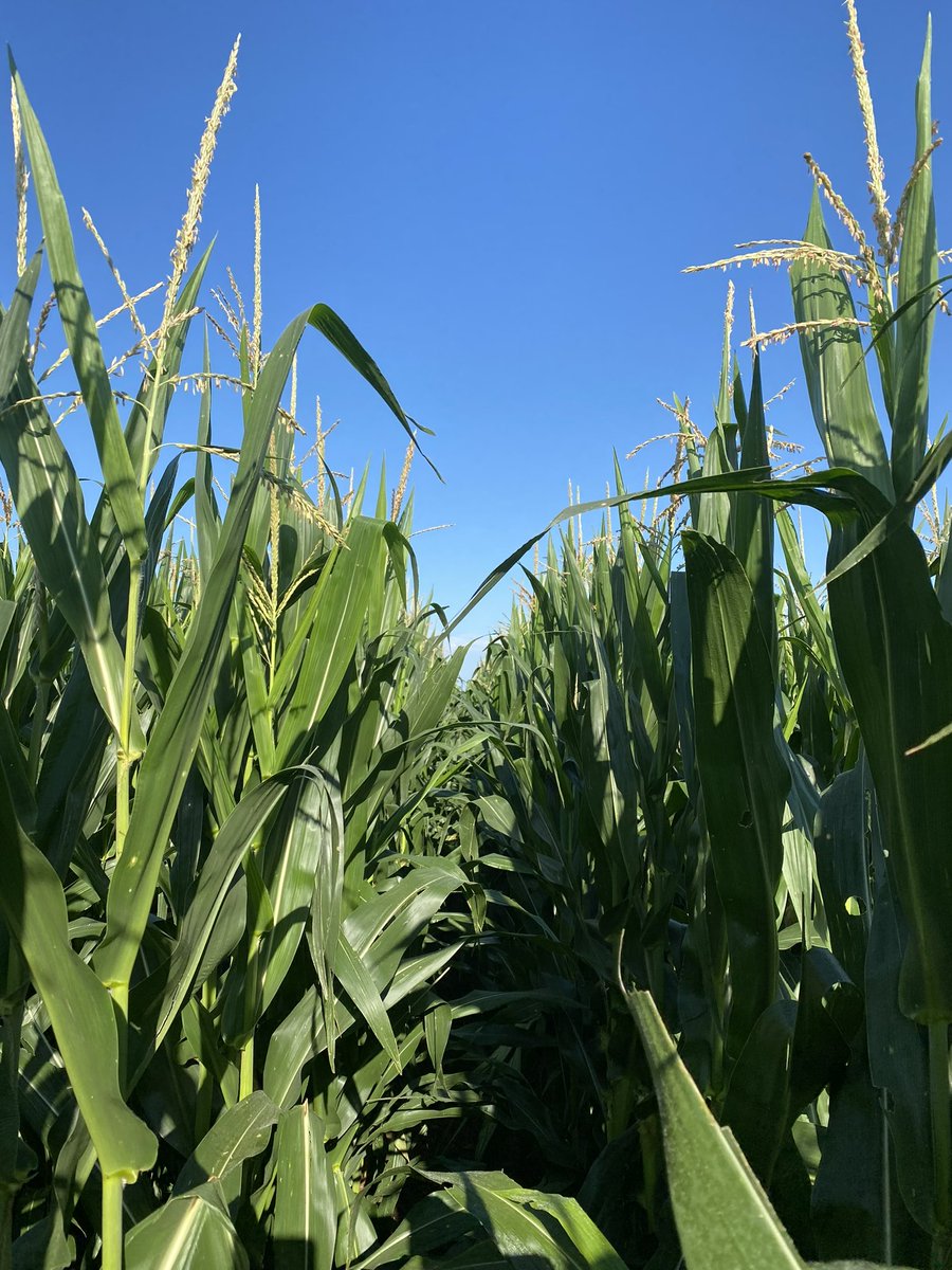 Bodie Kitchel tweet media