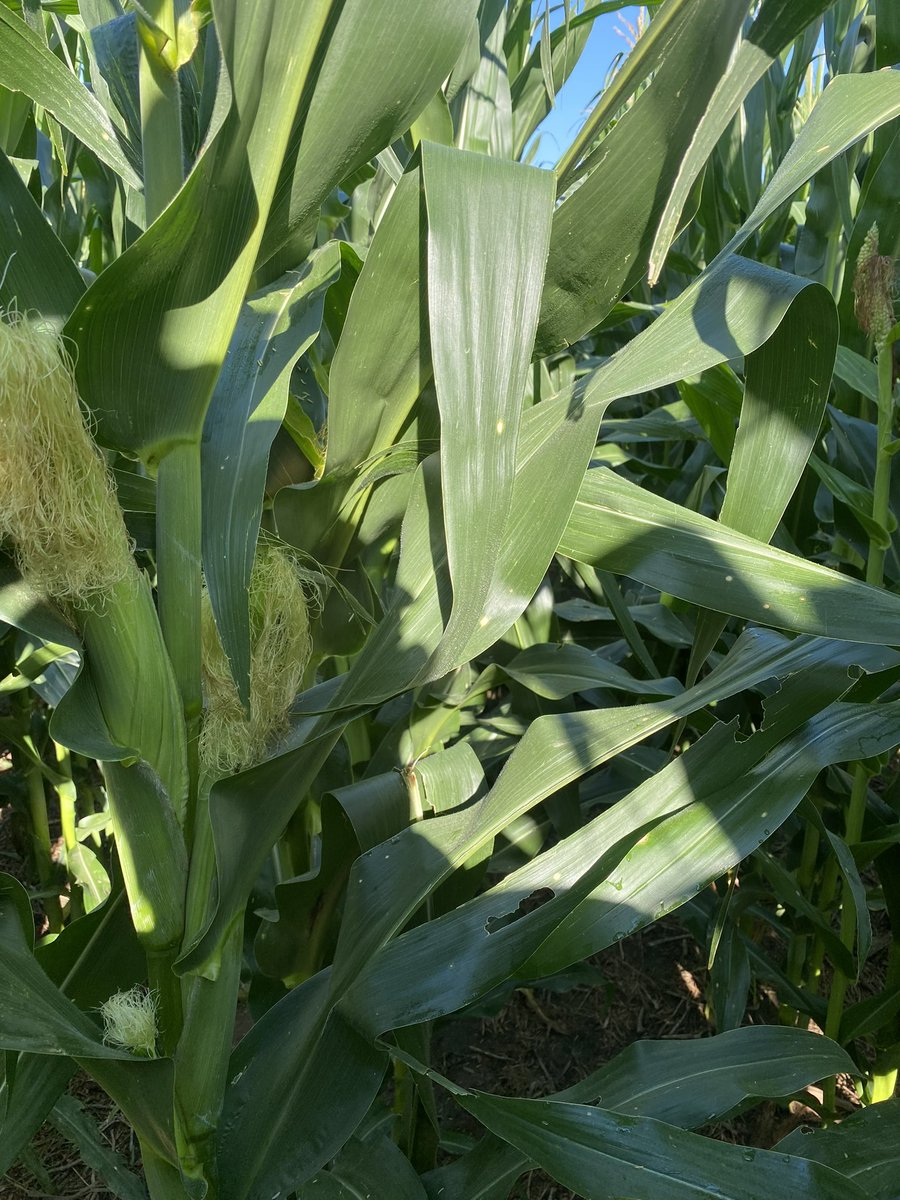 Bodie Kitchel tweet media