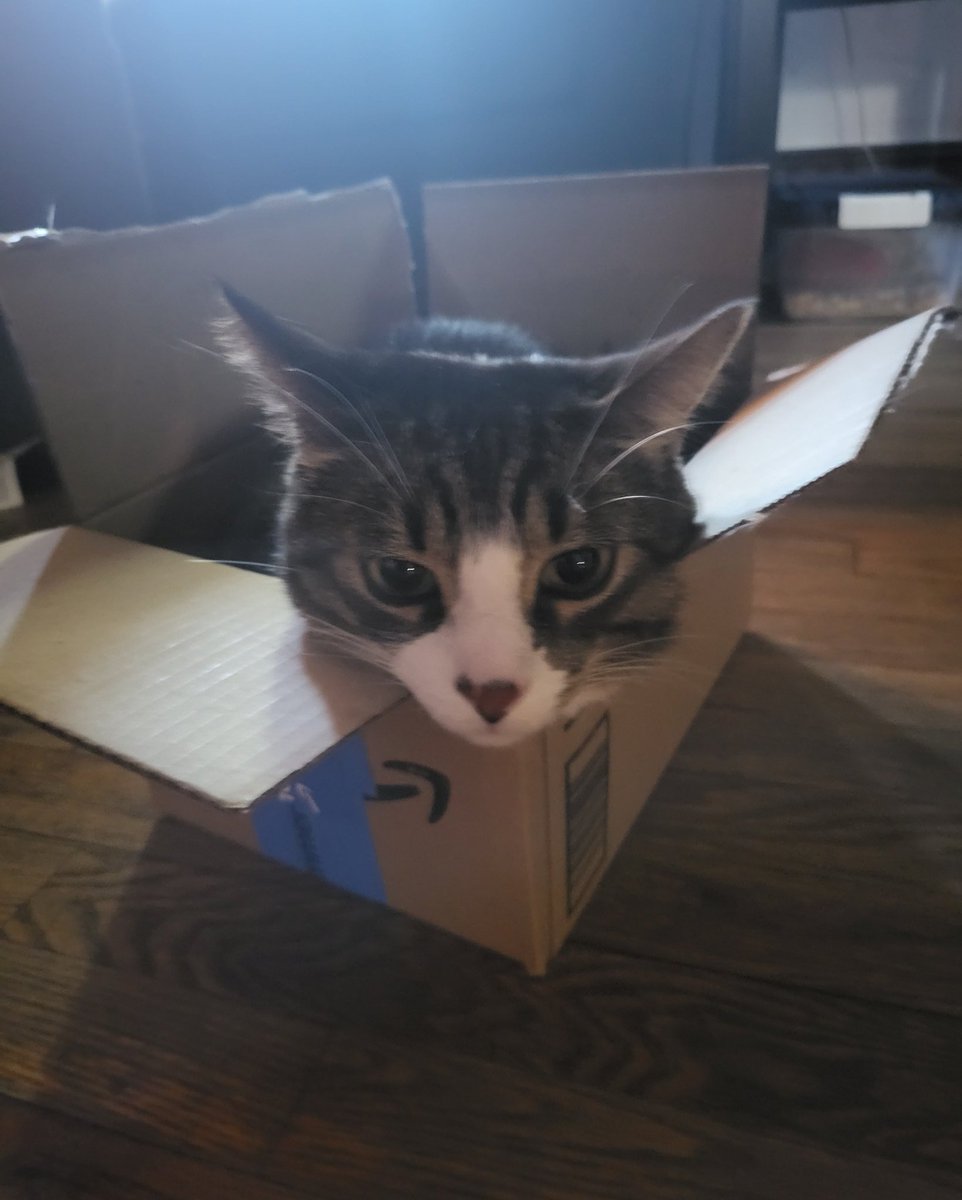 RegisGallet's tweet photo. @amazon @JeffBezos Chompers loves your deliveries! ❤️🙀 😻🥰 https://t.co/AMN2PWDIRu