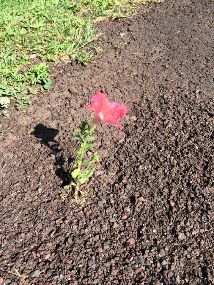 CandiceSantora's tweet photo. Perfect example of #JeffGoldblum’s iconic quote from @JurassicPark, “I’m simply saying that #life, uh, finds a way.” No one deliberately planted this #flower in the driveway’s blacktop, but there it is. 😌🌱 #drmalcolm #lifefindsaway #nature @PBSNature @Nature @davidattenburro https://t.co/AJH4acPI2a