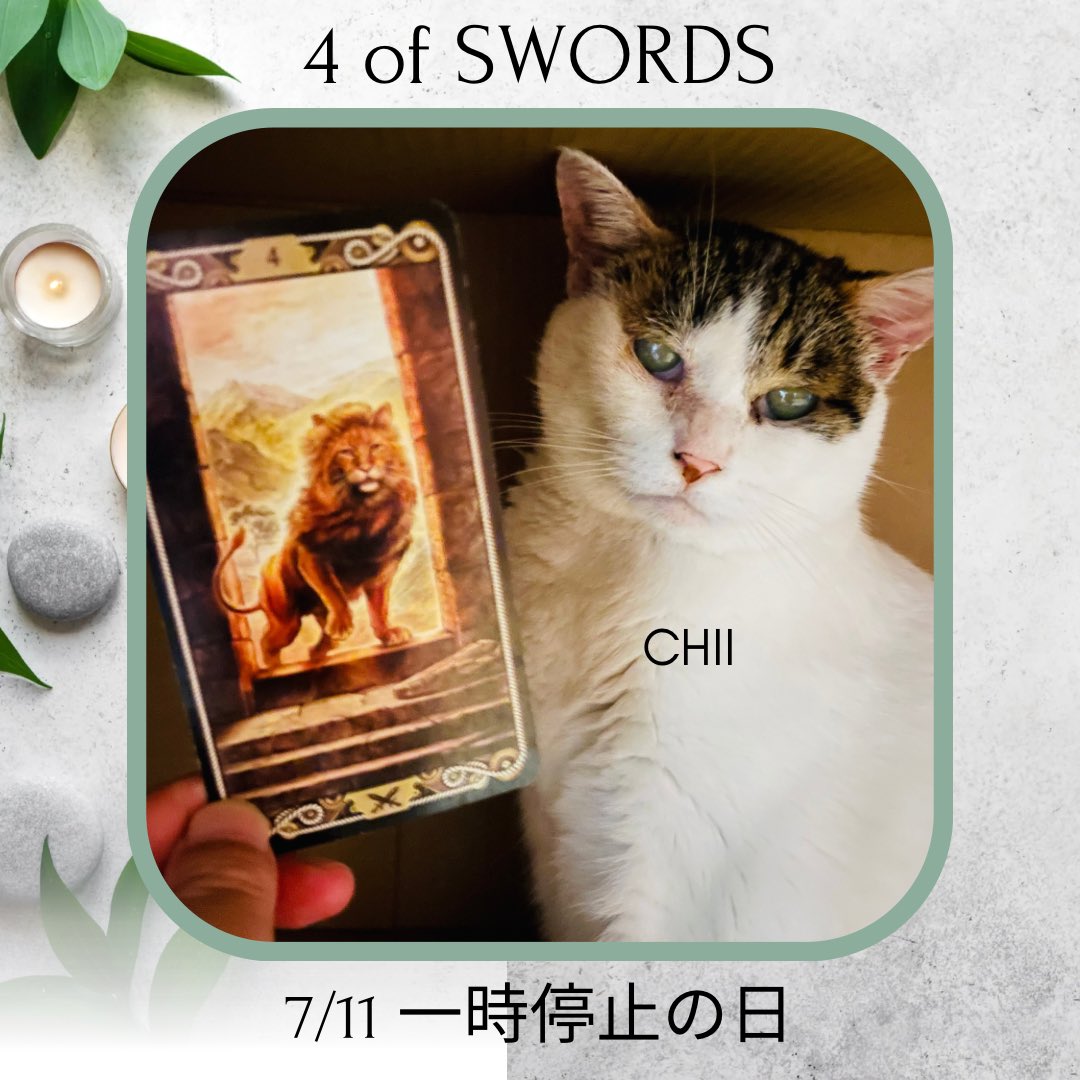 oraclerinko's tweet photo. 7/11一時停止の日⏸️物事にストップがかかり、仕切り直しやその物事から離れることになりそう。それは未来のために必要な停止なのかも😮この停止時間を休息やじっくり考えるために有意義に使って🙌癒しの時間を持つのも👍 #4ofSWORDS #新しいダンボールニャ #タロット #猫 https://t.co/VaawbWVEI7