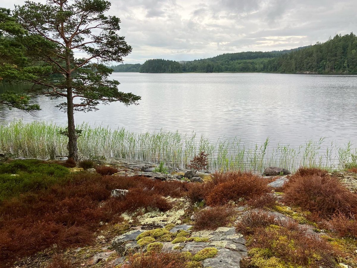 David Sandum tweet media