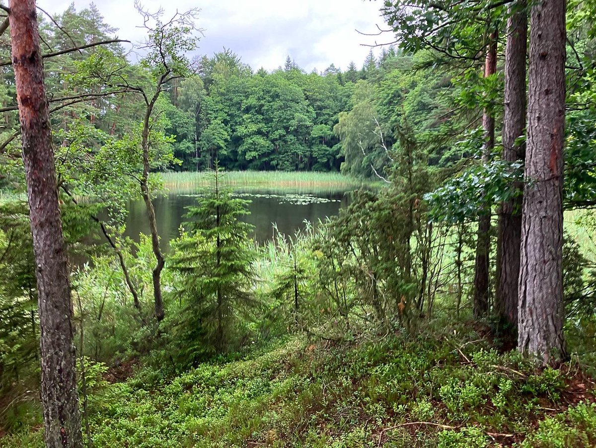 David Sandum tweet media