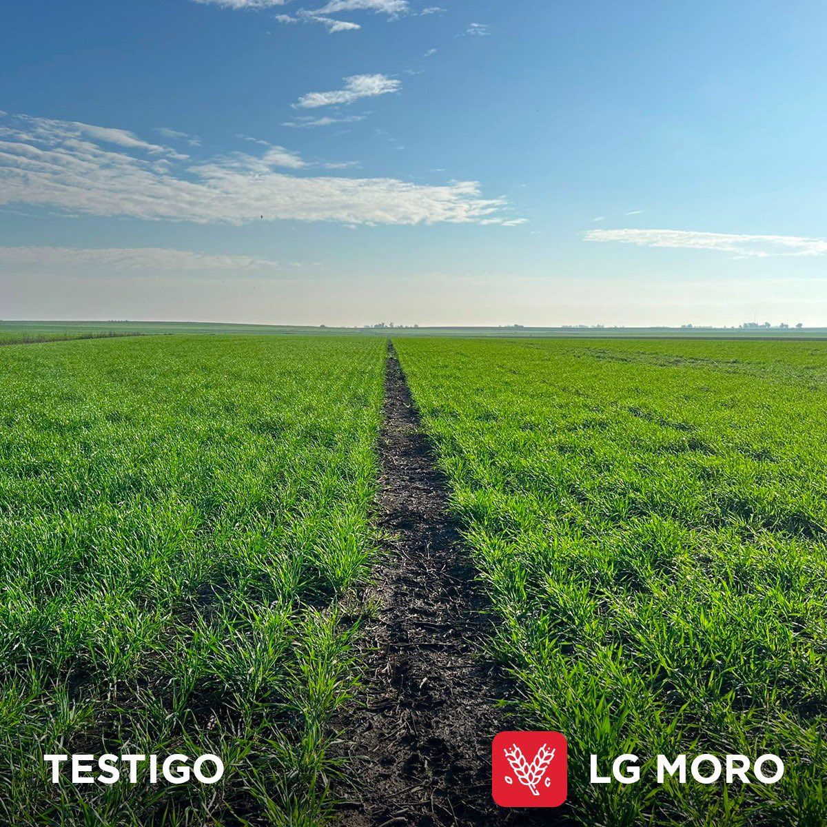 3agro's tweet photo. Nuestros trigos se hacen ver 🌾💁‍♂️

✅LG Zaino
✅LG Arlask
✅LG Moro

Visitá nuestra web y conocé todas sus características 
👉 https://t.co/pimpq4b5FN

#trigo #limagrain https://t.co/BoGawsYcY6