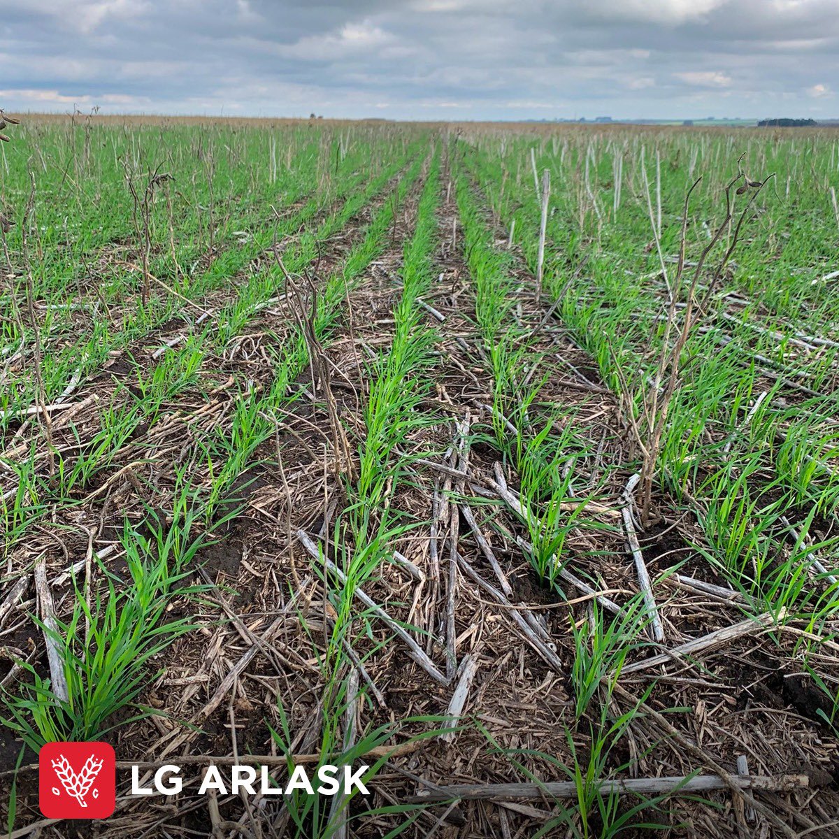 3agro's tweet photo. Nuestros trigos se hacen ver 🌾💁‍♂️

✅LG Zaino
✅LG Arlask
✅LG Moro

Visitá nuestra web y conocé todas sus características 
👉 https://t.co/pimpq4b5FN

#trigo #limagrain https://t.co/BoGawsYcY6
