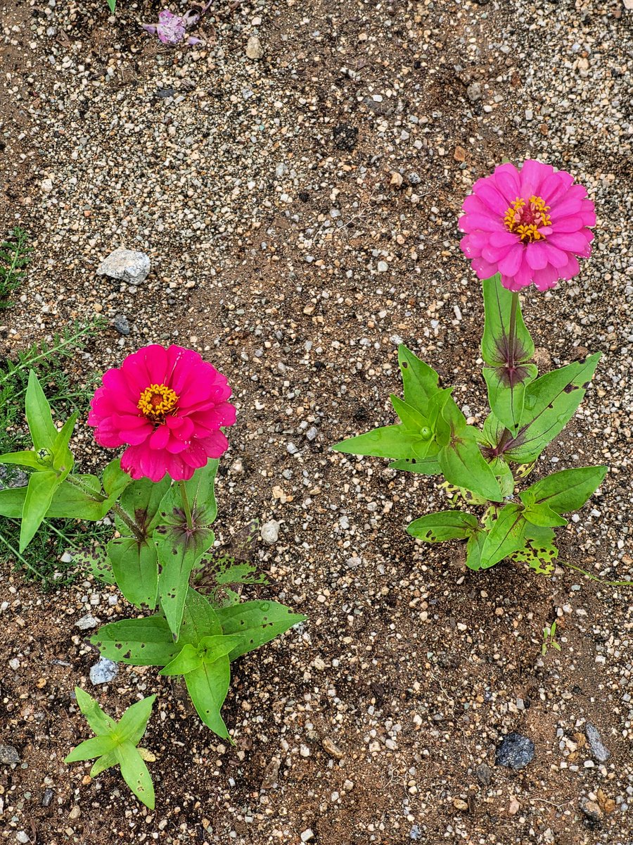오늘은 백일홍이 굿모닝!! 하실게요~
삼계탕 챙겨들 드시고요~😊