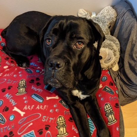 Cane Corso Rescue tweet media