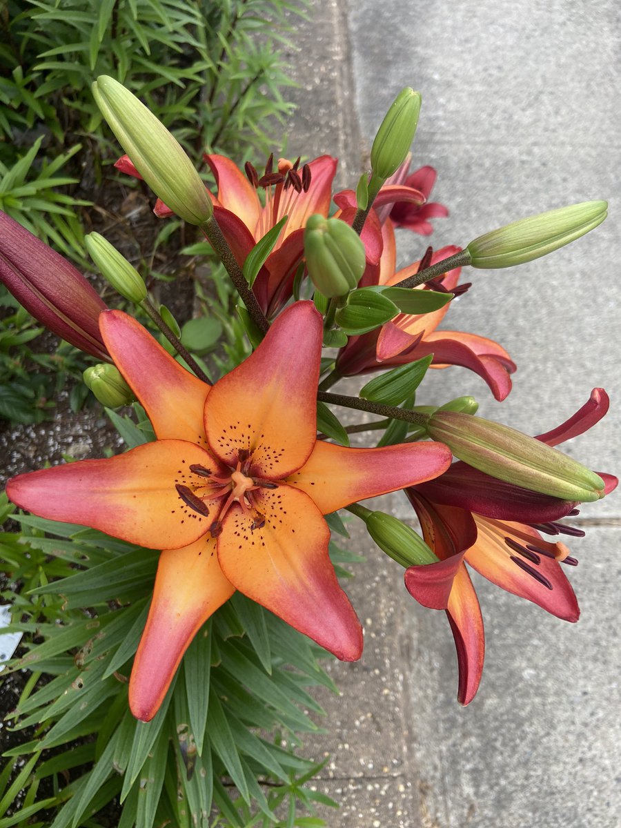 My beautiful garden makes me (and the bees and hummingbirds ) smile 💜🐝🌸🌼 #garden #coneflower #lily #pollinators #FLOWER #flowersmakemehappy