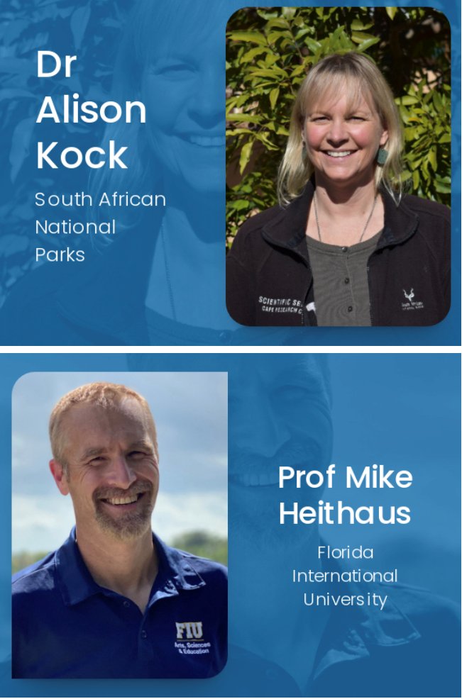 Alison Kock <a href="/UrbanEdgeSharks/">Dr. Alison Kock</a> and Mike Heithaus <a href="/MikeHeithaus/">Mike Heithaus</a> will give an ecology-focused plenary and discuss the trophic role of white sharks in the Anthropocene, from their role as top predator to their increasing role as prey and its implications for marine ecosystems.