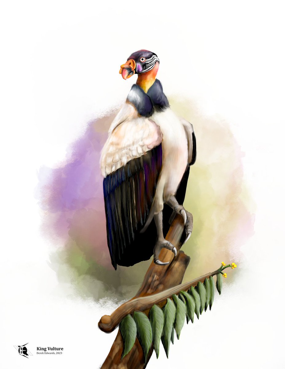 The #BirdoftheWeek is the King Vulture. Learn more about this skin-eating scavenger in the latest edition of A Running Commentary.
edwardsedition.com/newsletter/run…