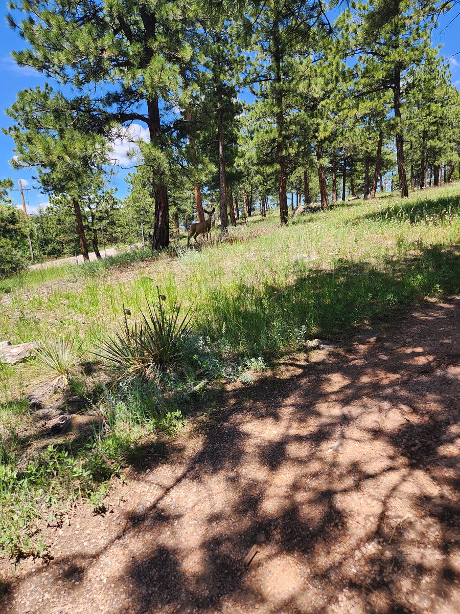 Rikki Heyman tweet media