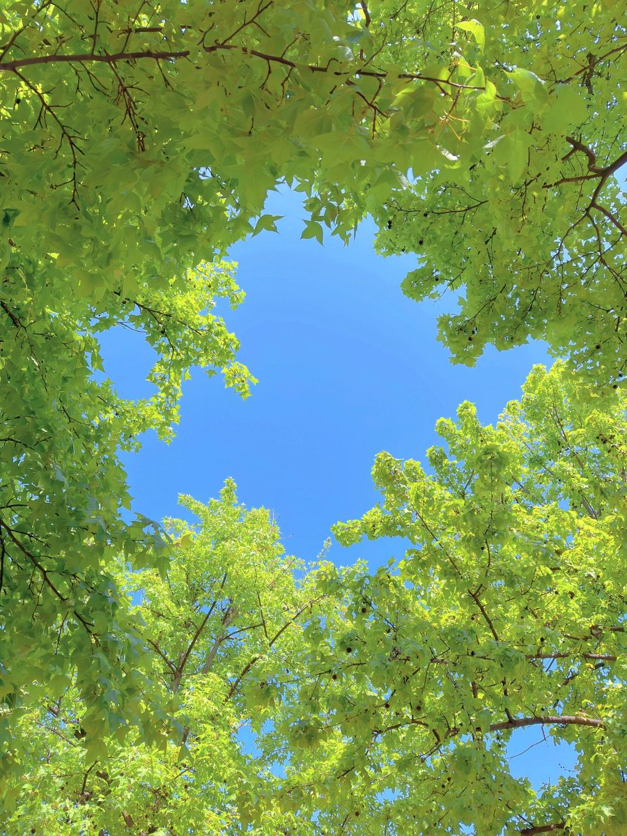 chavezizzy1999's tweet photo. In the leisurely afternoon, the sun is just right, looking up at the sky under the shade of trees, amazed at the beauty in front of you!
#look up to take a photo#healing scenery#healing system wallpaper#landscape https://t.co/xP1y6c1SUK
