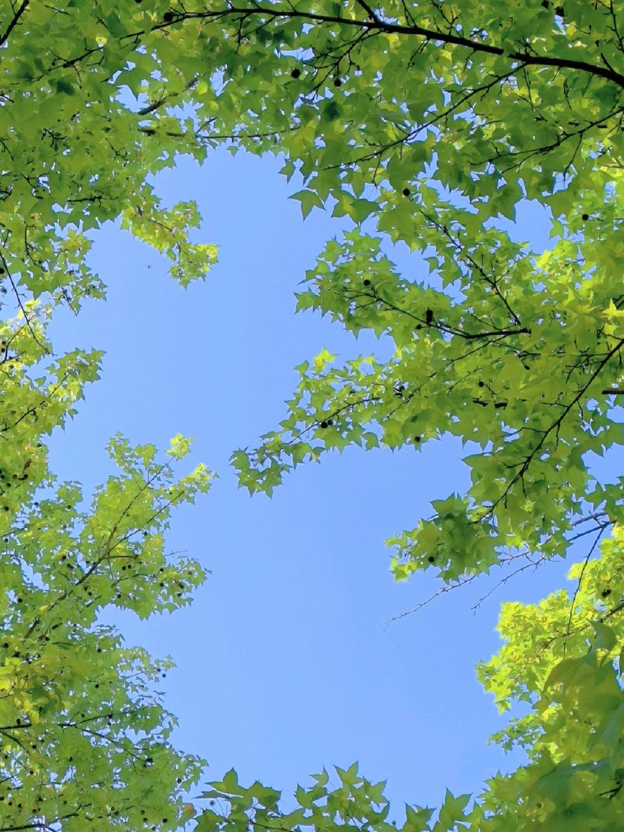 chavezizzy1999's tweet photo. In the leisurely afternoon, the sun is just right, looking up at the sky under the shade of trees, amazed at the beauty in front of you!
#look up to take a photo#healing scenery#healing system wallpaper#landscape https://t.co/xP1y6c1SUK