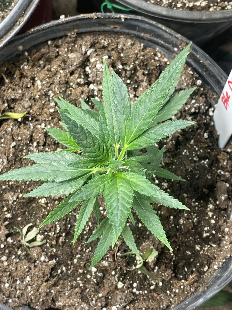 Vet 420 tweet media