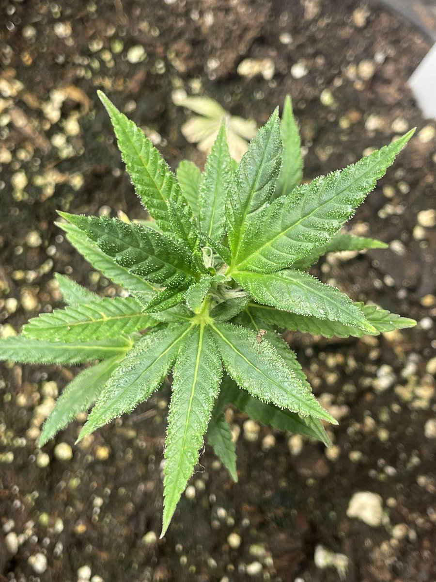 Vet 420 tweet media