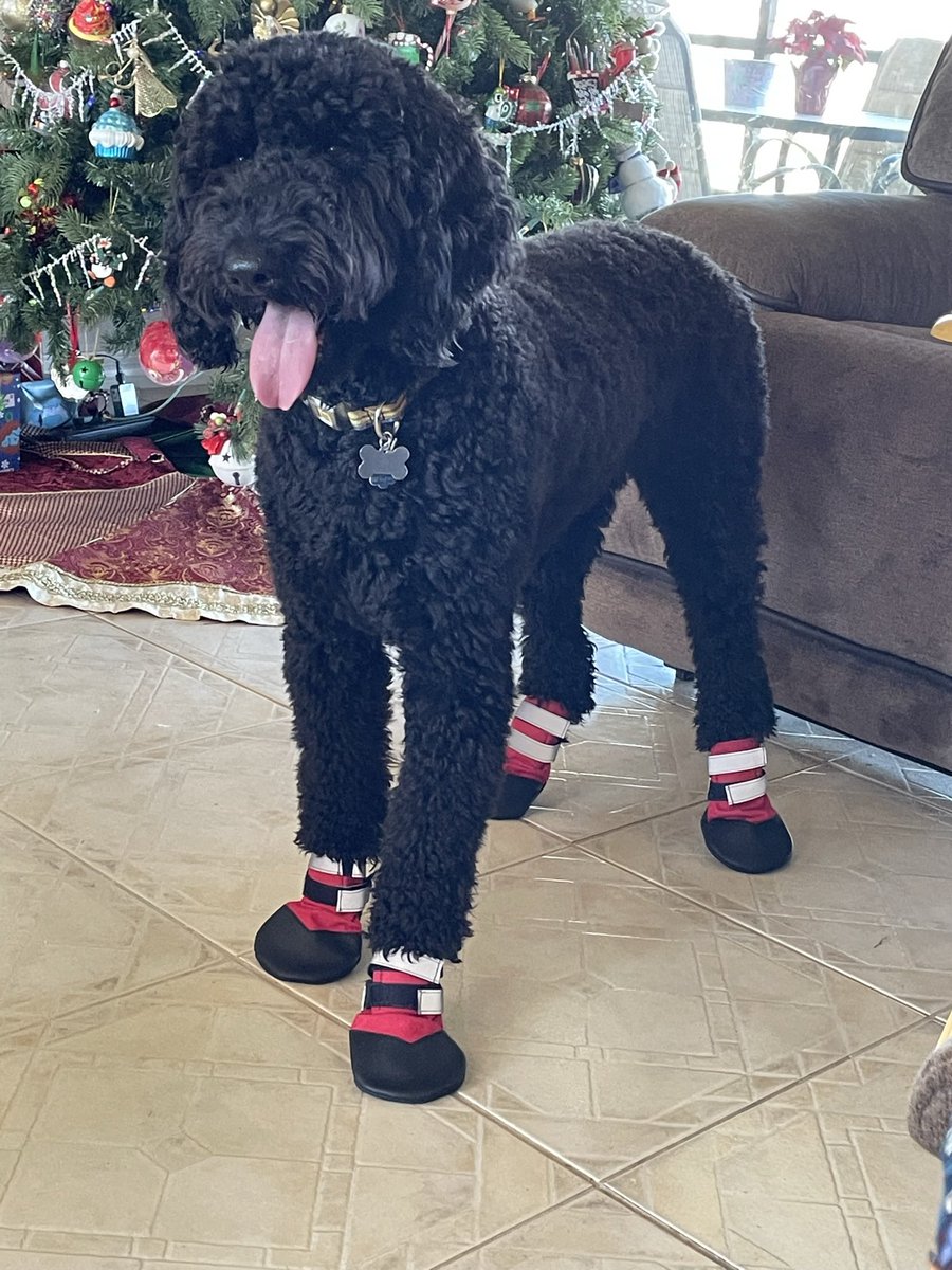 AlvarezD_MEd's tweet photo. @bunsenbernerbmd Toe beans and booties! https://t.co/rYQIka8zCu