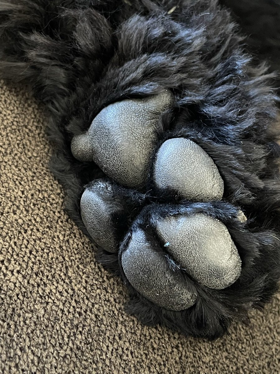 AlvarezD_MEd's tweet photo. @bunsenbernerbmd Toe beans and booties! https://t.co/rYQIka8zCu