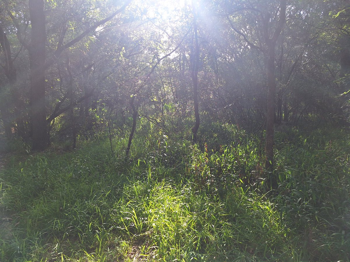 Jaime444444444's tweet photo. Not too bad if I stay out of the sun. There's even a breeze. 🌟🌿🌿🌿#halfwaymark 🚶‍♀️ https://t.co/icU4JRZC42