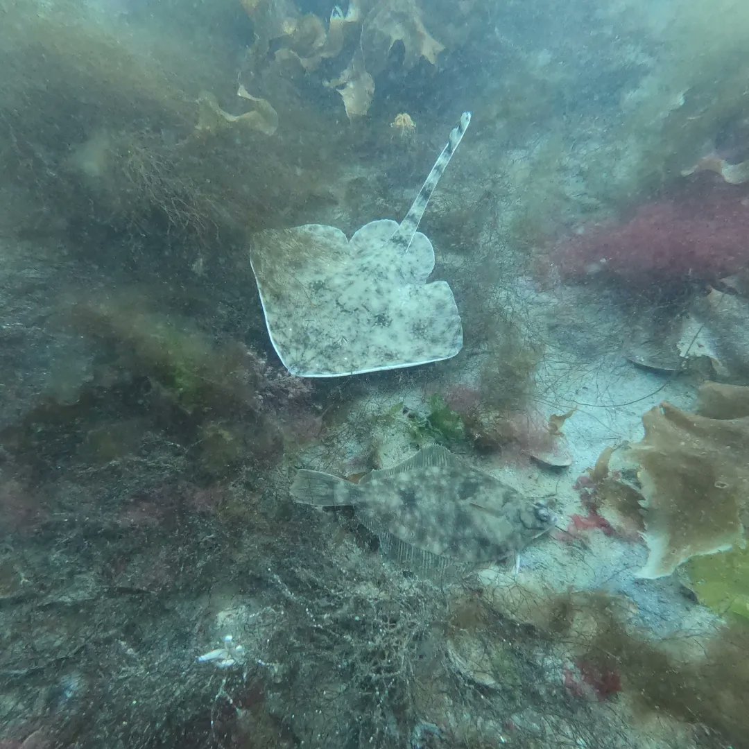 ml_valliant's tweet photo. #fieldwork has begun #westfjordsiceland @Haskoli_Islands @fish_iceland. #scubadiving 🧜🏼‍♀️to collect @Innovasea #acousticreceivers to offload juvenile G. morhua #movementdata from a full year and collect until summer 2024! We are excited. And to meet other fish of #Dýrafjörður 🐟🫧 https://t.co/9Fo1eIQSUI