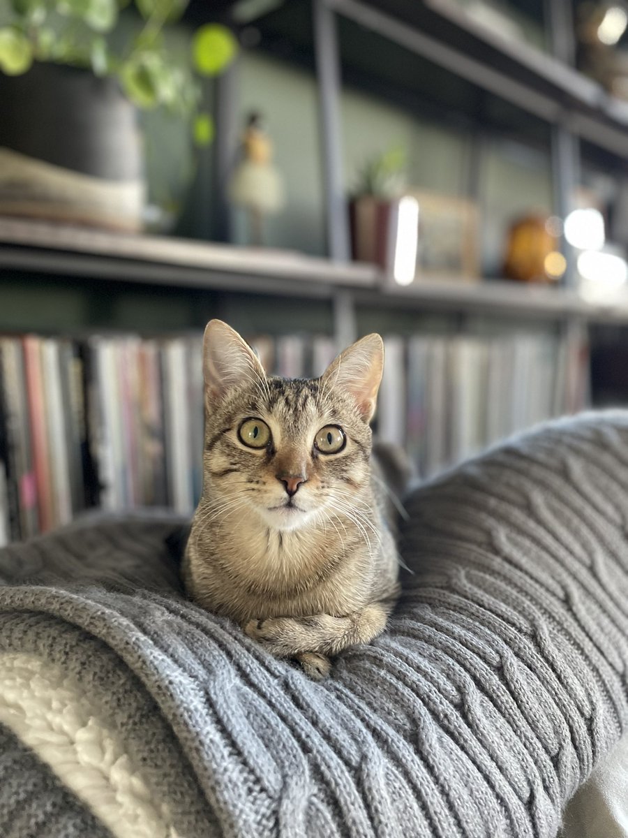 KariCarollo's tweet photo. @CamilaOrtiTV A little Kitty walk forecast action for National Kitten Day! Meet Cheese the cat :) https://t.co/2BU3QSUNbh