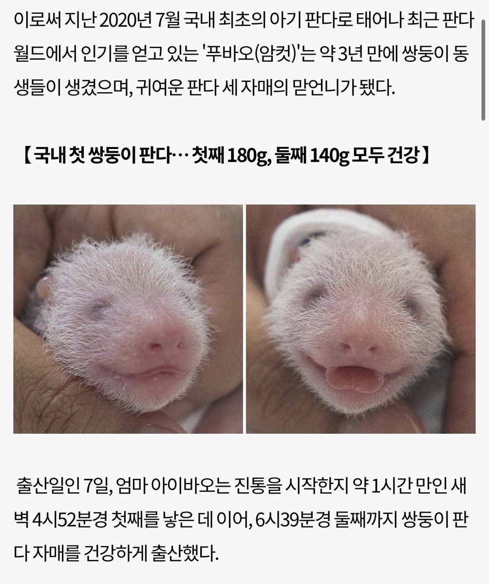 “푸바오는 귀여운 판다 세 자매의 맏언니가 됐다”
ㅠㅠ하아아아아ㅏ 여기서 기절함 ㅠㅠ
우리 천방지축 푸쨩이 맏언니라니이이이