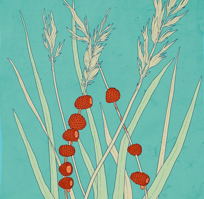 wild strawberries