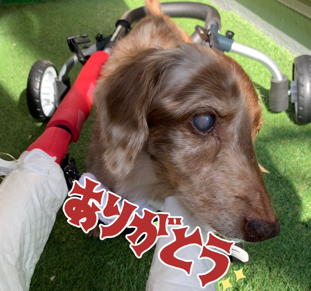 cocoti18's tweet photo. ご長寿表彰状🦋✨

動物愛護協会さんが6月後半に受付を再開したのでお願いしていたやつ✨届いたぁ😆💕

ココの20歳の記念になりました✨

秘密結社老犬倶楽部さんたちのツィートを見ていて良かった
皆さまのおかげです🥰

感謝🕊️💚

https://t.co/aDsYobgwB0
申込みはネットだけで完了し郵送してくれる https://t.co/URiEwdZDYd