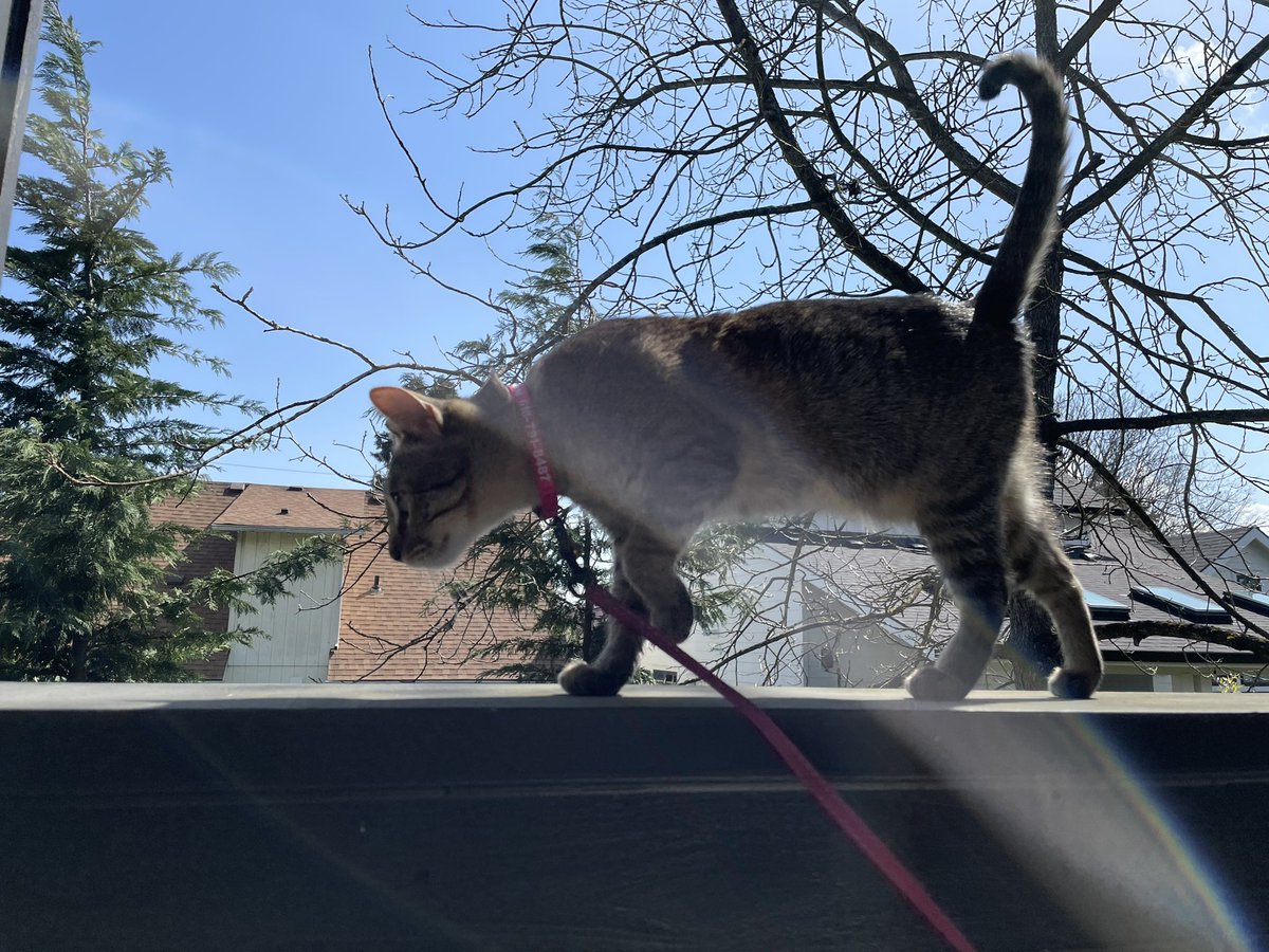 KariCarollo's tweet photo. @CamilaOrtiTV Happy National Kitten day! Some inspiration for your ‘Cat Walk Forecast”. Meet Cheese the cat! https://t.co/x2Tl711N6o