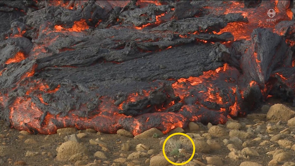 Þarna er það; eilífðar smáblómið með titrandi tár, sem tilbiður guð sinn og deyr.
