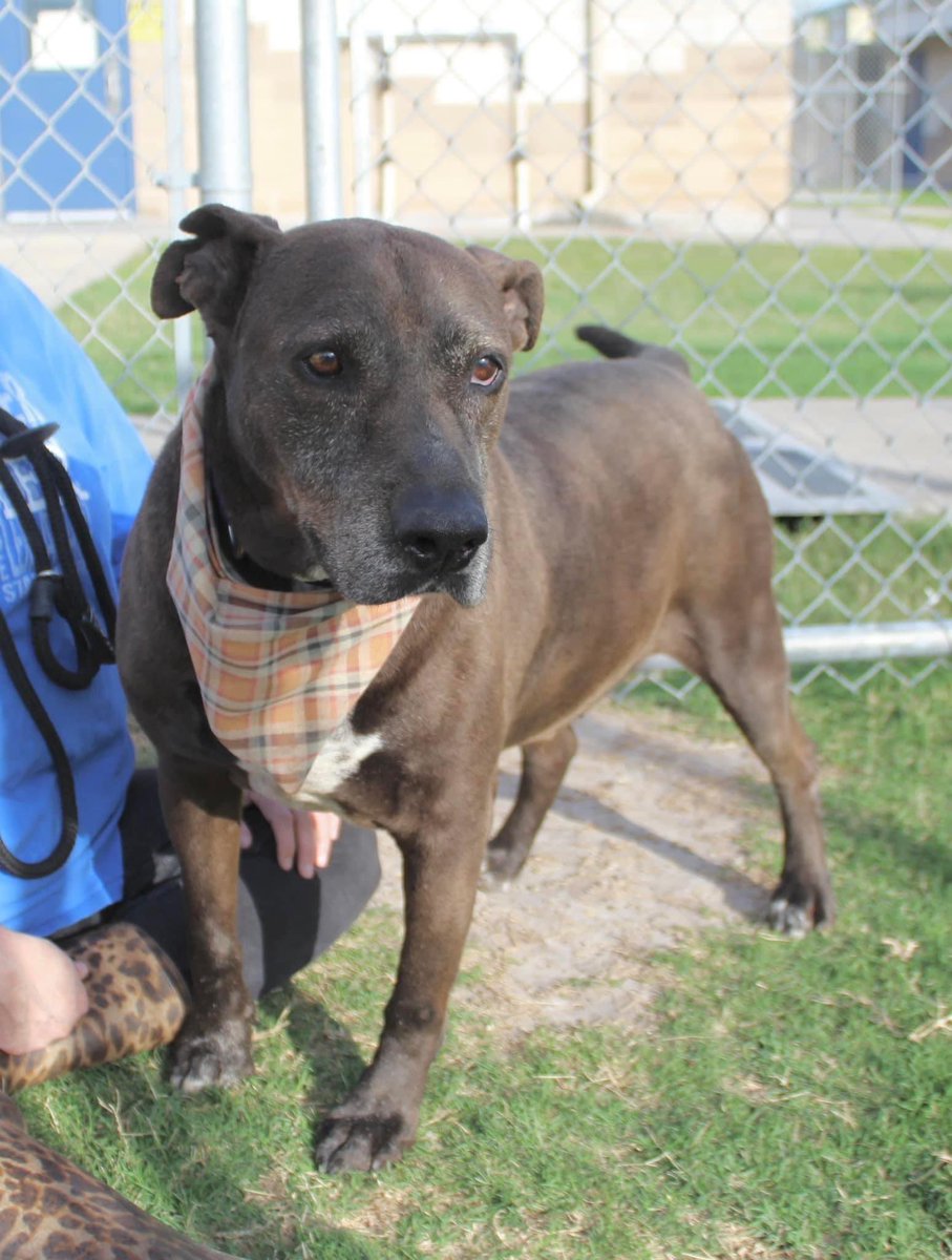 PatriziaMorris's tweet image. 🆘MAX Lab Retr age 7 392 days in jail (shelter)😢 sweet pup m/c but no one claimed him😢 #A301543 Run, play fetches 🥏calm, great on leash🦮and in social events🐕🐕🐕👫Gourmet loves 🍗rotisserie chicken. They say HW+ but he is in great shape🏃‍♂️
On DEATH ROW 7/14 unless an😇comes…