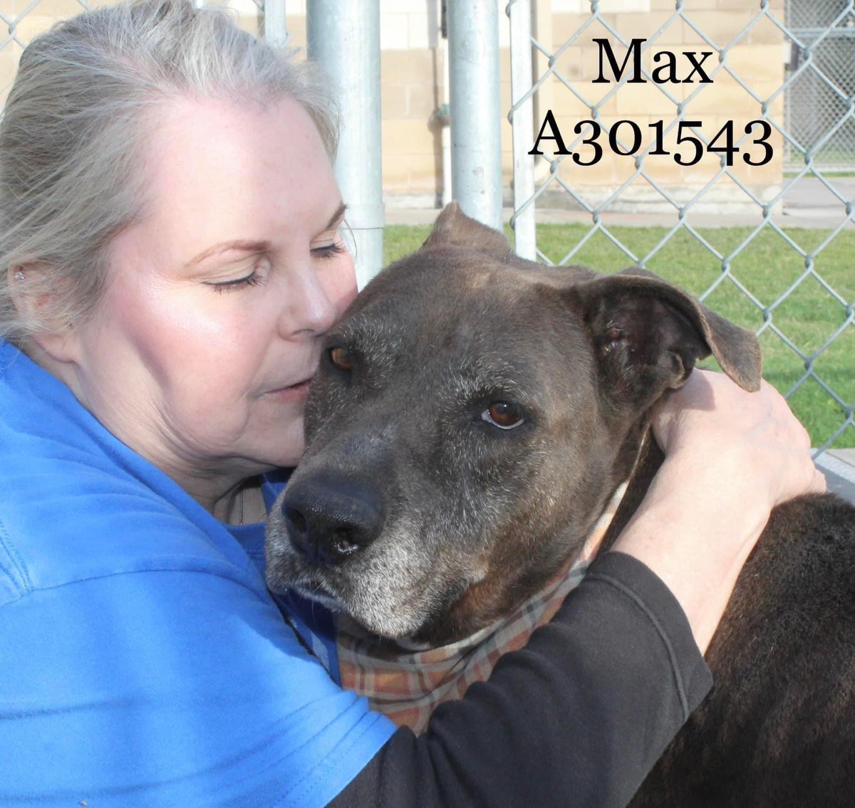 PatriziaMorris's tweet image. 🆘MAX Lab Retr age 7 392 days in jail (shelter)😢 sweet pup m/c but no one claimed him😢 #A301543 Run, play fetches 🥏calm, great on leash🦮and in social events🐕🐕🐕👫Gourmet loves 🍗rotisserie chicken. They say HW+ but he is in great shape🏃‍♂️
On DEATH ROW 7/14 unless an😇comes…