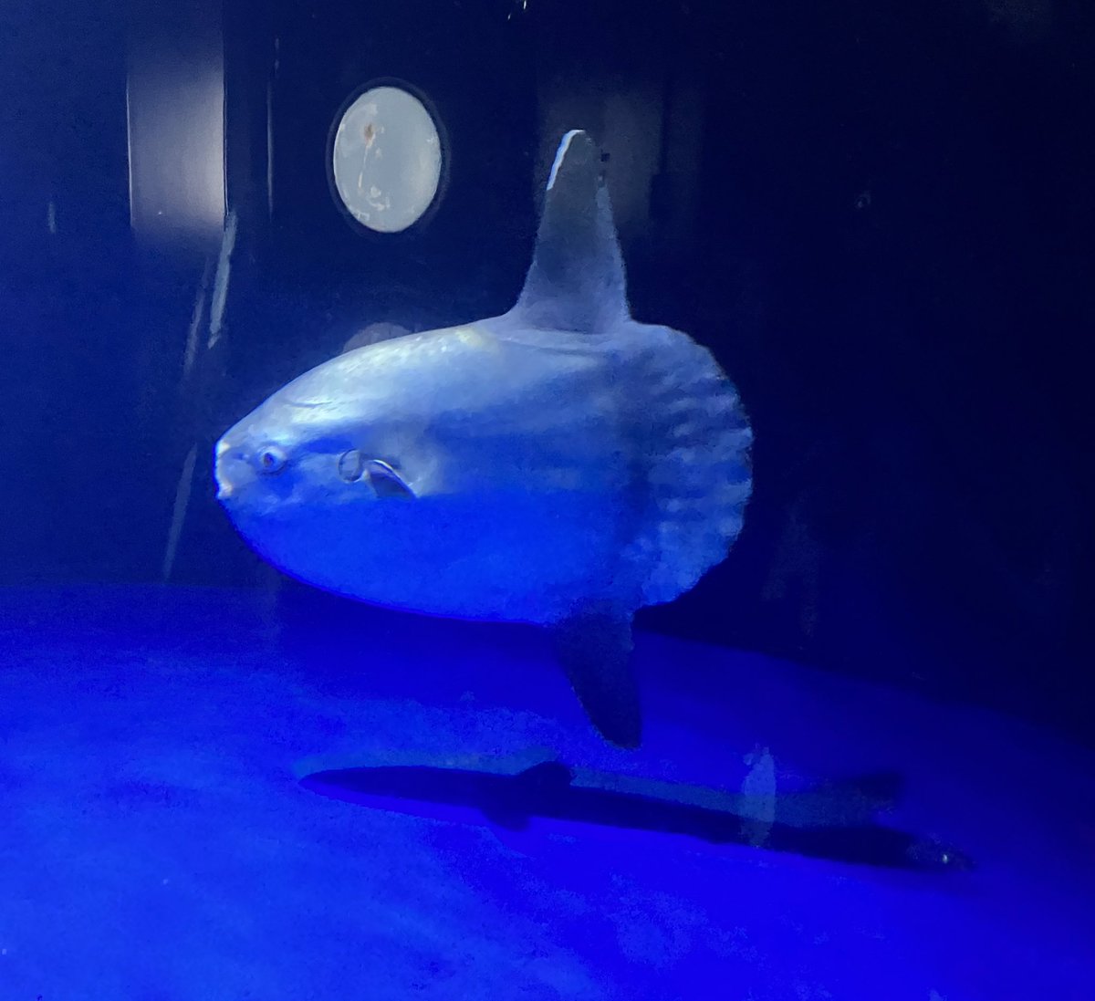 146マンボウ https://t.co/HVGP3u8IqJ