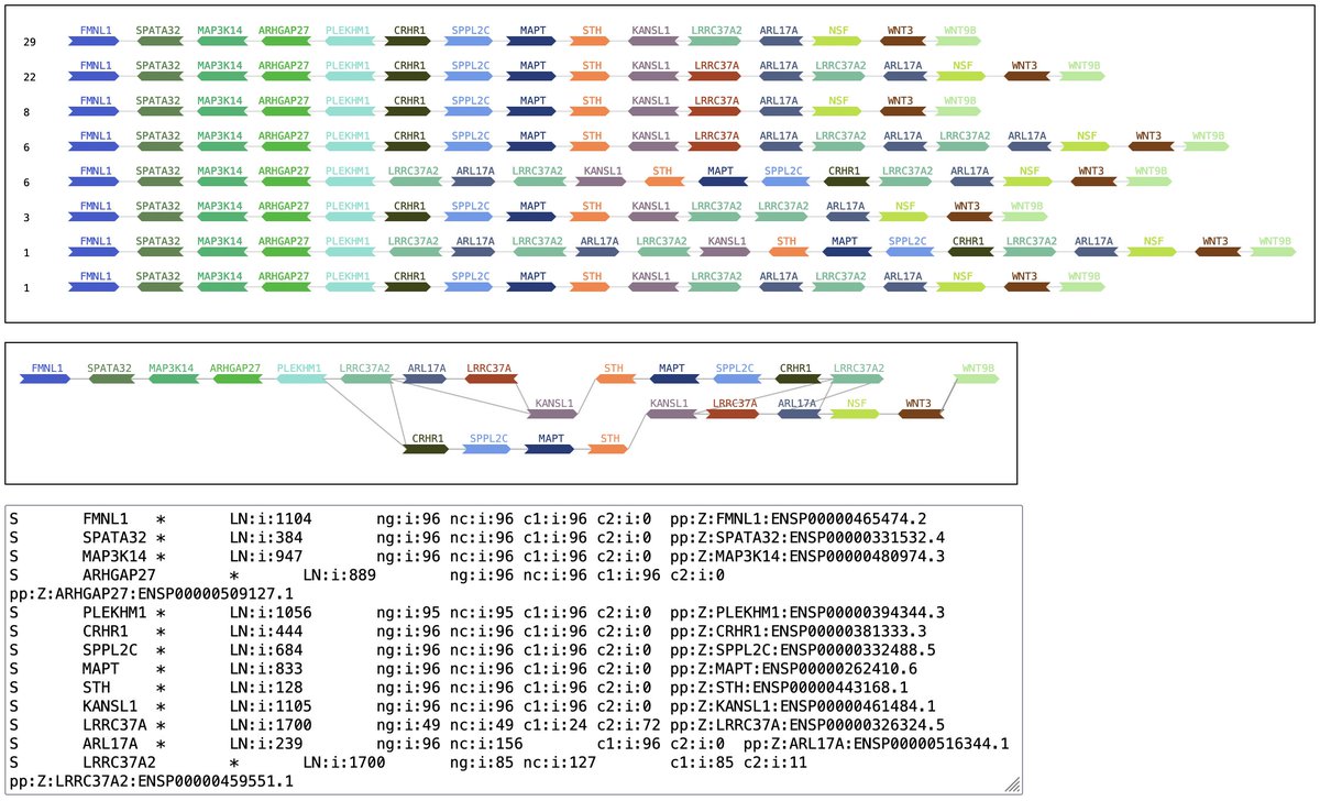 lh3lh3's tweet photo. Improved the resolution for crispier texts. The screenshot shows the MAPT gene located at 17q21.31, which harbors a long inversion and has been often studied such as in PMID:22751096 &amp; 22751100. 20/96 assemblies are fragmented here. Interactive version at https://t.co/mSkTmDjXdC https://t.co/AwnL0s2IEy