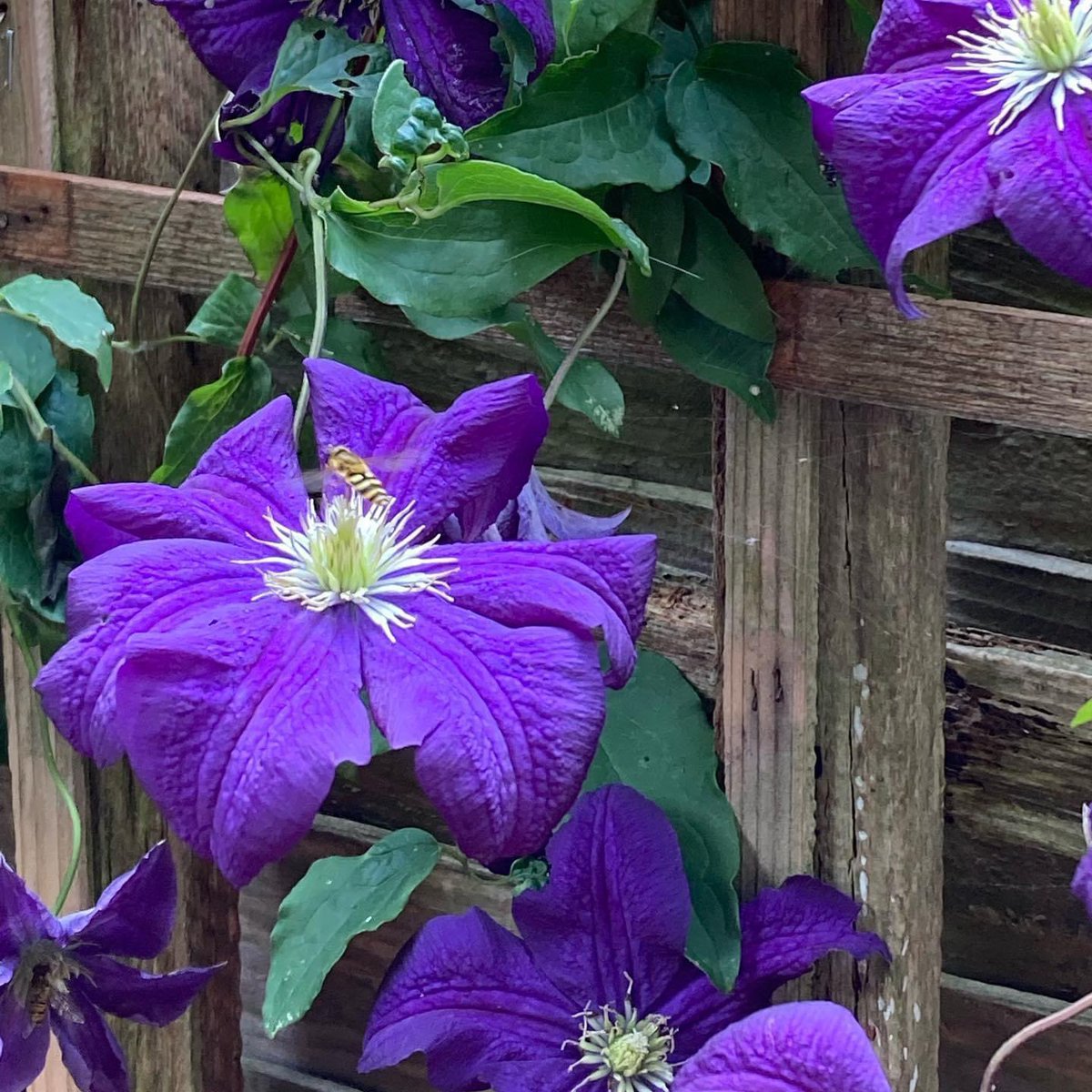 Jan_Lentzos's tweet photo. #SixOnSaturday #InMyGarden #MockOrangeBlossom #Petunias #Cuphea #Calibrachoa #Verbena #Phlox #SweetPeas #Clematis #HoverFly #PollinatingInsects #Bees #Butterflies #Flowers #Nectar #Pollen #GreenBlueberries #Buddha #WaterFeature #GrassCutting #Gardening #GardenWasteRecycling โป๏ธ https://t.co/gXH4nalxX0