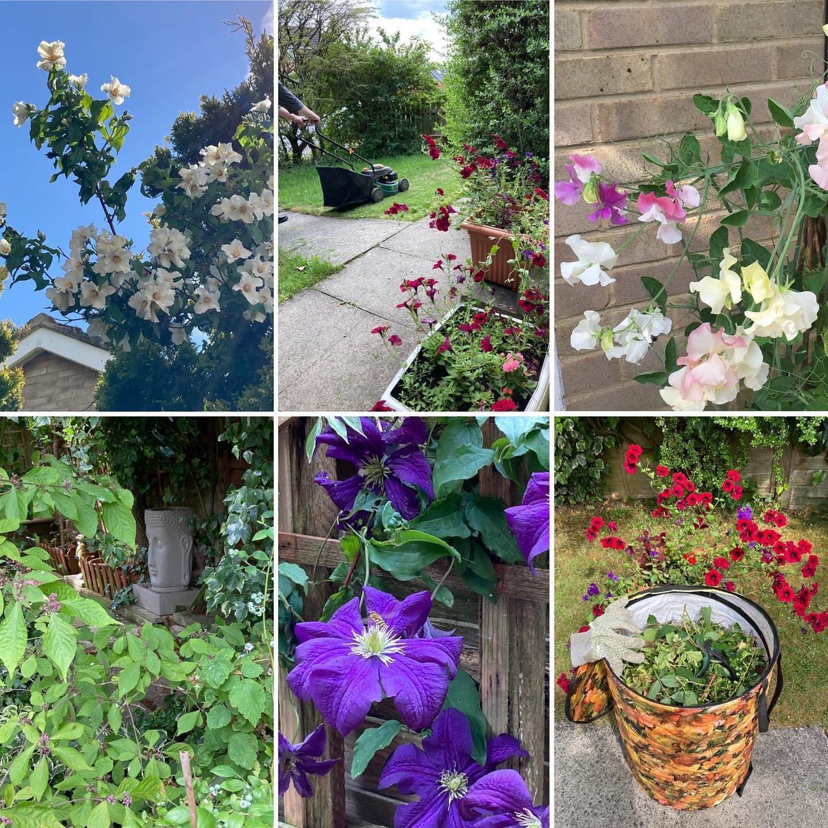 Jan_Lentzos's tweet photo. #SixOnSaturday #InMyGarden #MockOrangeBlossom #Petunias #Cuphea #Calibrachoa #Verbena #Phlox #SweetPeas #Clematis #HoverFly #PollinatingInsects #Bees #Butterflies #Flowers #Nectar #Pollen #GreenBlueberries #Buddha #WaterFeature #GrassCutting #Gardening #GardenWasteRecycling โป๏ธ https://t.co/gXH4nalxX0