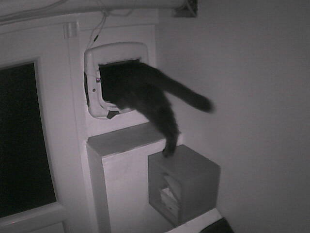 PepitoTheCat's tweet photo. Pépito is out (02:22:49) https://t.co/OjpnHCBIcD