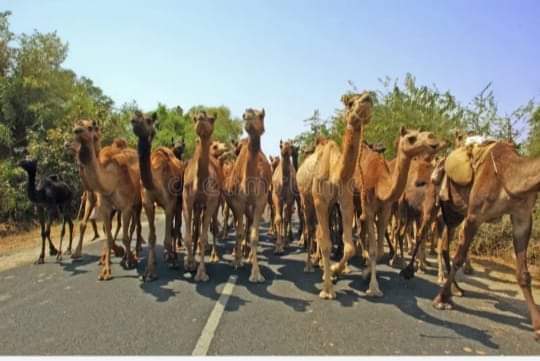 Sanatani_Purnim's tweet photo. 19 ऊंट की कहानी
मजाक में मत लेना 
🐪🐪🐪🐪🐪🐪🐪🐪🐪🐪🐪🐪🐪🐪🐪🐪🐪🐪🐪
एक गाँव में एक व्यक्ति के पास 19 ऊंट थे। 
एक दिन उस व्यक्ति की मृत्यु हो गयी। 
मृत्यु के पश्चात वसीयत पढ़ी गयी। जिसमें लिखा था कि:
मेरे 19 ऊंटों में से आधे मेरे बेटे को,19 ऊंटों में से एक चौथाई मेरी बेटी को, और 19 ऊंटों में से पांचवाँ हिस्सा मेरे नौकर को दे दिए जाएँ।
सब लोग चक्कर में पड़ गए कि ये बँटवारा कैसे हो ?
19 ऊंटों का आधा अर्थात एक ऊँट काटना पड़ेगा, फिर तो ऊँट ही मर जायेगा। चलो एक को काट दिया तो बचे 18 उनका एक चौथाई साढ़े चार- साढ़े चार. फिर?
सब बड़ी उलझन में थे। फिर पड़ोस के गांव से एक बुद्धिमान व्यक्ति को बुलाया गया।
वह बुद्धिमान व्यक्ति अपने ऊँट पर चढ़ कर आया, समस्या सुनी, थोड़ा दिमाग लगाया, फिर बोला इन 19 ऊंटों में मेरा भी ऊँट मिलाकर बाँट दो।
सबने सोचा कि एक तो मरने वाला पागल था, जो ऐसी वसीयत कर के चला गया, और अब ये दूसरा पागल आ गया जो बोलता है कि उनमें मेरा भी ऊँट मिलाकर बाँट दो। फिर भी सब ने सोचा बात मान लेने में क्या हर्ज है।
19+1=20 हुए।
20 का आधा 10, बेटे को दे दिए।
20 का चौथाई 5, बेटी को दे दिए।
20 का पांचवाँ हिस्सा 4, नौकर को दे दिए।
10+5+4=19 
बच गया एक ऊँट, जो बुद्धिमान व्यक्ति का था...
वो उसे लेकर अपने गाँव लौट गया।
इस तरह 1 ऊँट मिलाने से, बाकी 19 ऊँटों का बंटवारा सुख, शांति, संतोष व आनंद से हो गया।
सो हम सब के जीवन में भी 19 ऊंट होते हैं।
5 ज्ञानेंद्रियाँ
(आँख, नाक, जीभ, कान, त्वचा)
5 कर्मेन्द्रियाँ
(हाथ, पैर, जीभ, मूत्र द्वार, मलद्वार)
5 प्राण
(प्राण, अपान, समान, व्यान, उदान)
और
4 अंतःकरण
(मन, बुद्धि, चित्त, अहंकार)
कुल 19 ऊँट होते हैं। 
सारा जीवन मनुष्य इन्हीं 19 ऊँटो के बँटवारे में उलझा रहता है।
और जब तक उसमें *मित्र* रूपी ऊँट नहीं मिलाया जाता यानी के दोस्तों के साथ.... सगे-संबंधियों के साथ जीवन नहीं जिया जाता, तब तक सुख, शांति, संतोष व आनंद की प्राप्ति नहीं हो सकती।