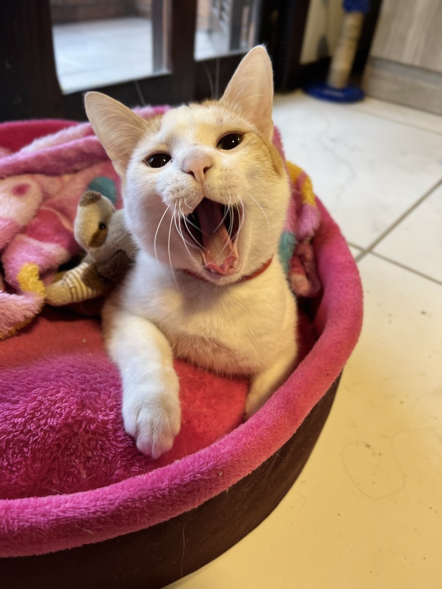 euthiagoteodoro's tweet photo. Agora me diz !!! Como que aguenta ?
#gatos #gato #cat #cats #gatosfofos #gatinhos #gatinho #fofura #fofuras #CatLovers #catlover @PurinaCatChow me nota !!!!! https://t.co/EKSqAGLhhR