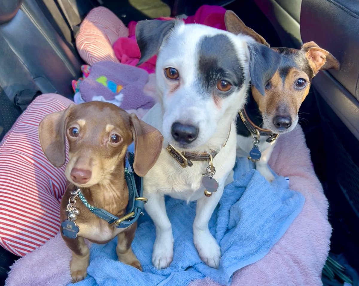 Michael Harris tweet media